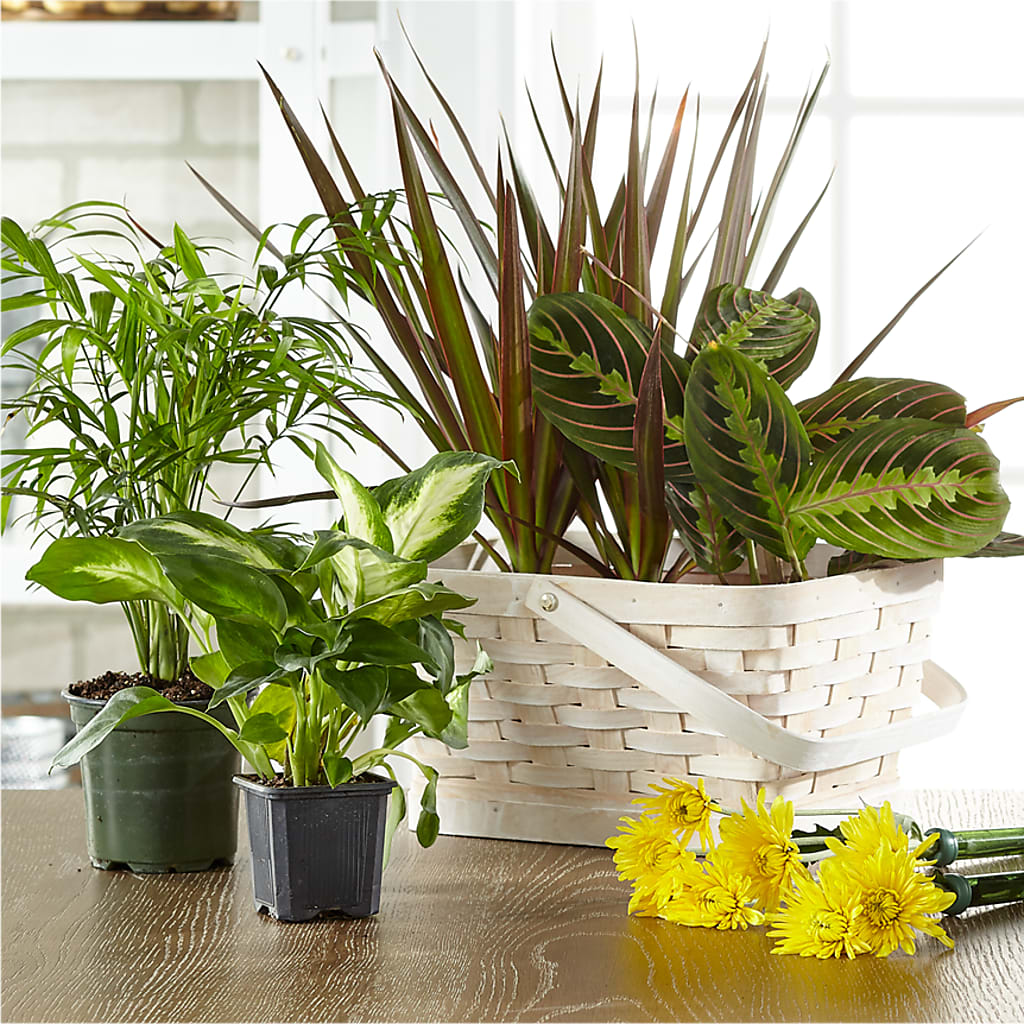 Florist Designed Blooming and Green Plants in a Basket – Brunet Florist, Kanata ON
