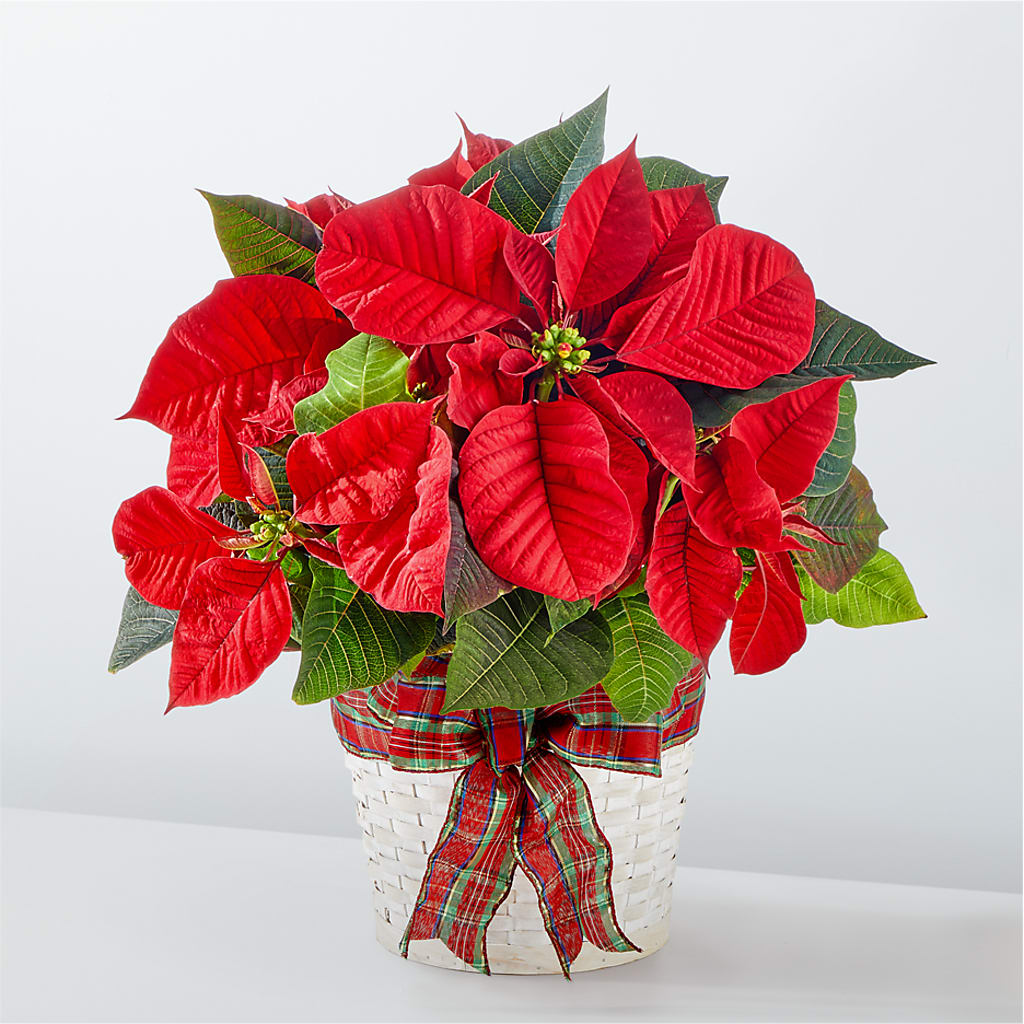 Happiest Holidays Poinsettia – Brunet Florist, Kanata ON
