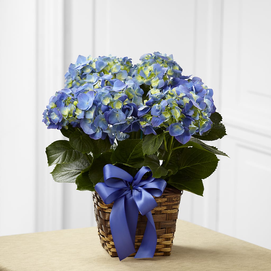 Blue Hydrangea Planter – Brunet Florist, Kanata ON