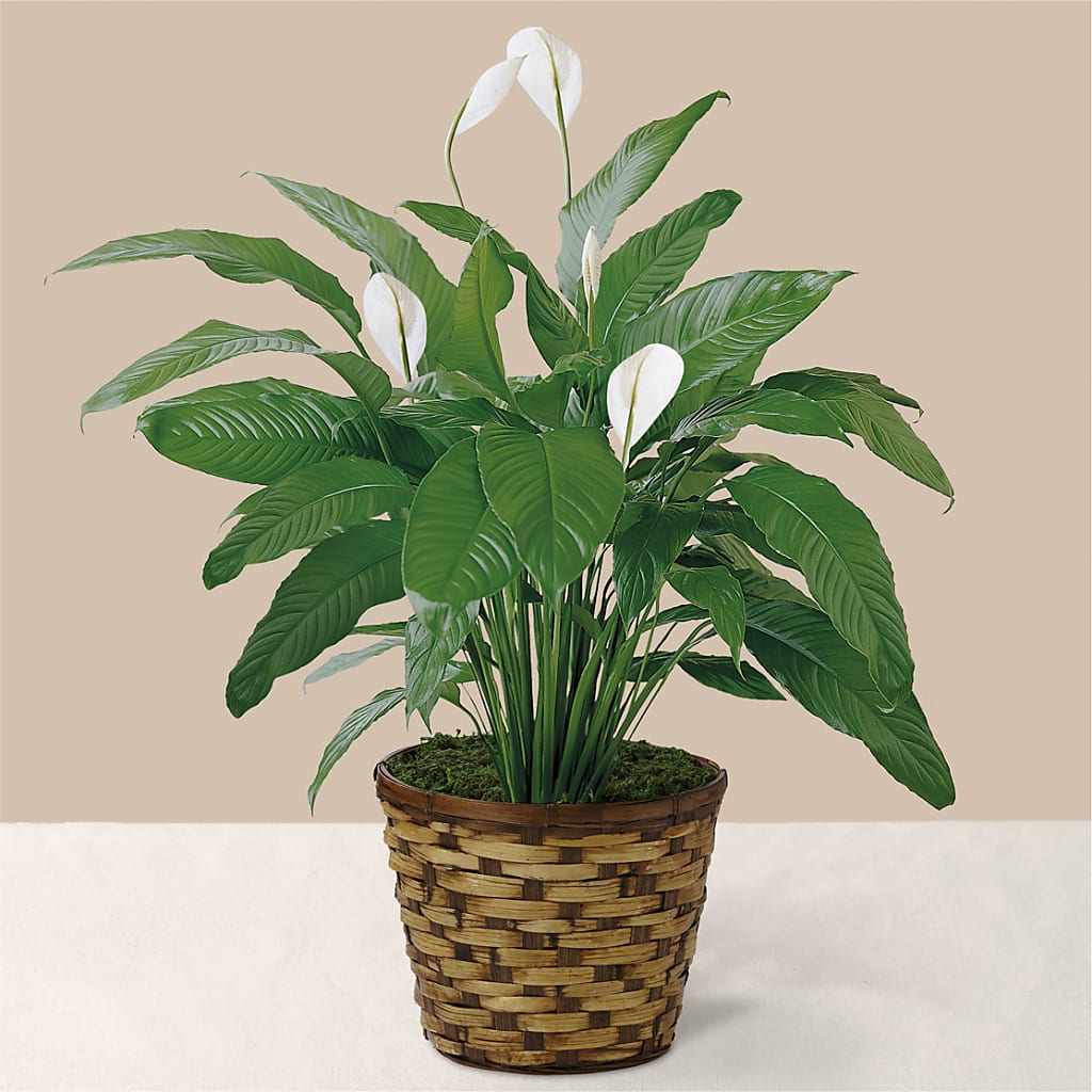 Tranquil Moments Peace Lily Plant – Brunet Florist, Kanata ON
