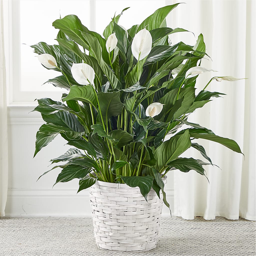 A New Leaf Peace Lily – Brunet Florist, Kanata ON