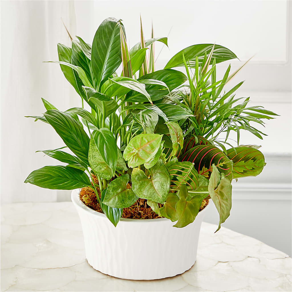 Balance & Harmony Dishgarden – Brunet Florist, Kanata ON
