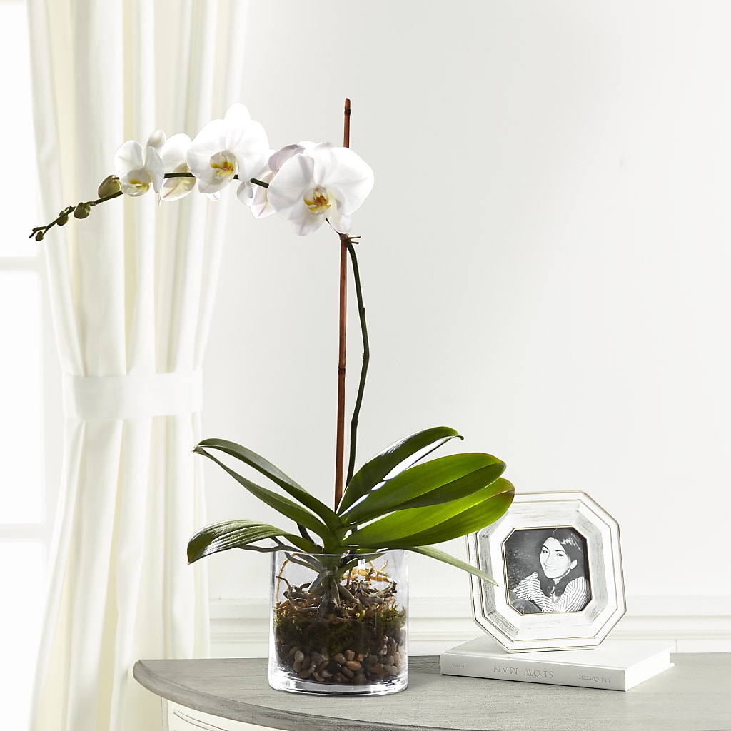 White Orchid Planter – Brunet Florist, Kanata ON