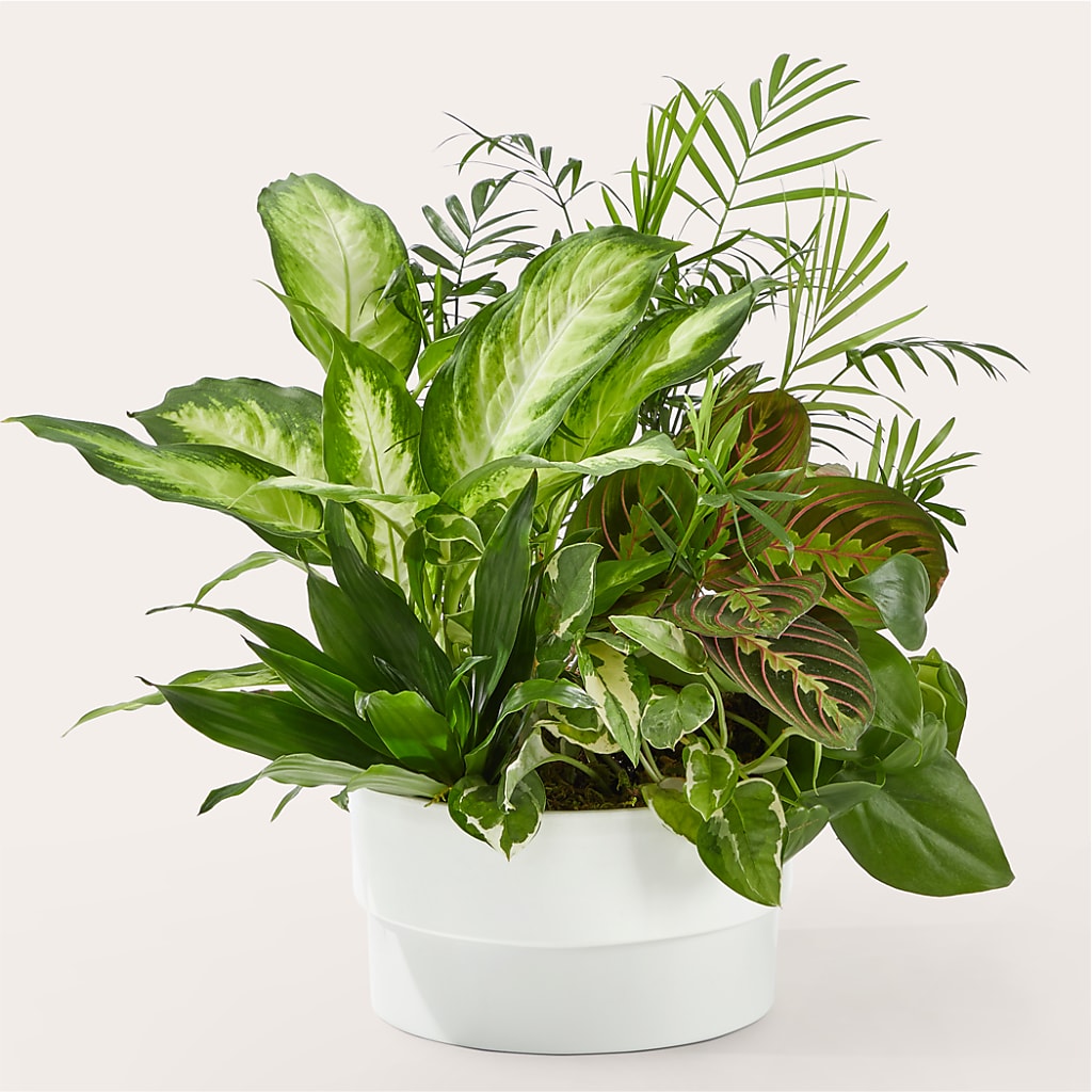 Radiating Positivity Dishgarden – Brunet Florist, Kanata ON