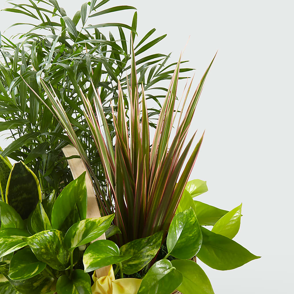 French Garden –  Brunet Florist, Kanata ON
