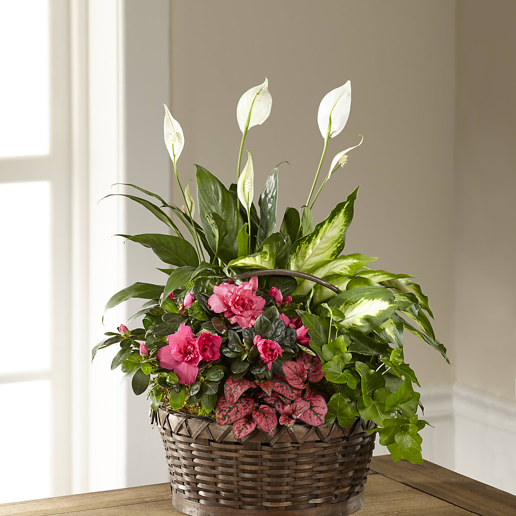 Sueño en el jardín rosa