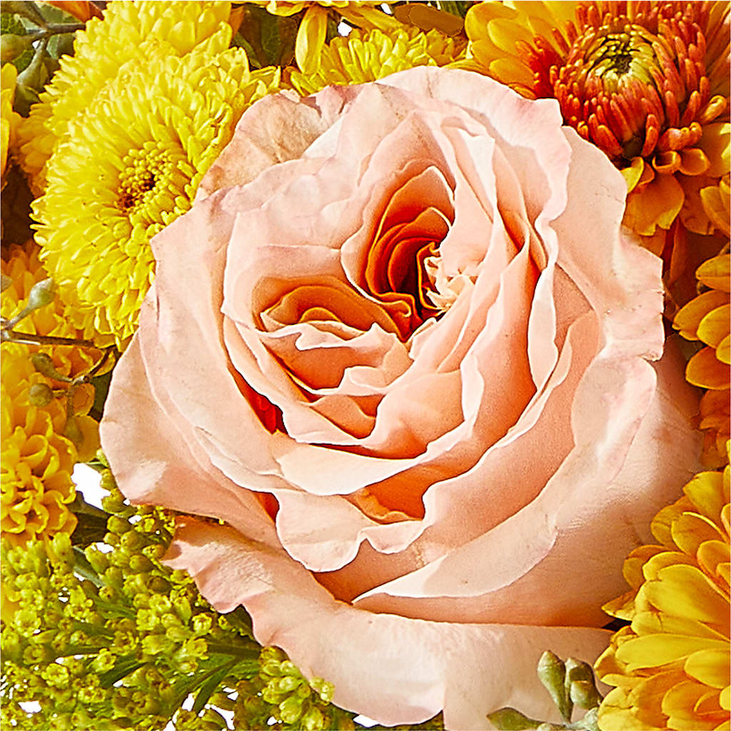 Peachy Pumpkin –  Brunet Florist, Kanata ON