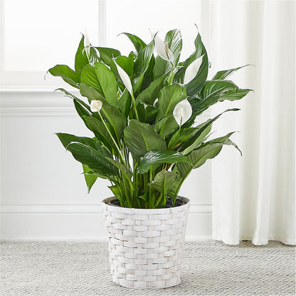 A New Leaf Peace Lily –  Brunet Florist, Kanata ON