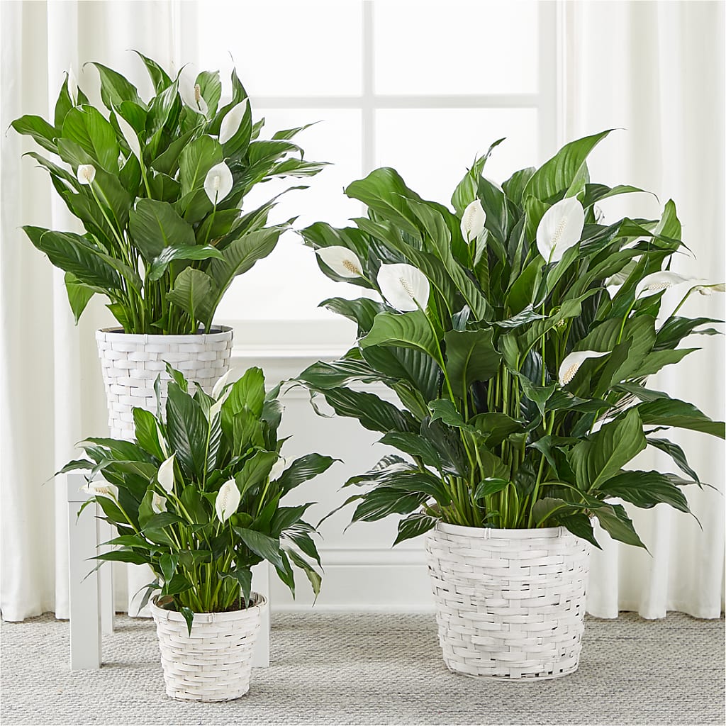 A New Leaf Peace Lily –  Brunet Florist, Kanata ON