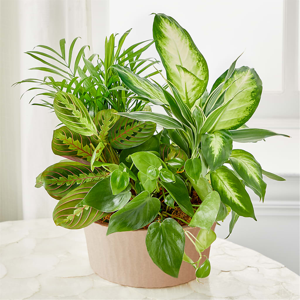 Jardin de légumes Équilibre et Harmonie