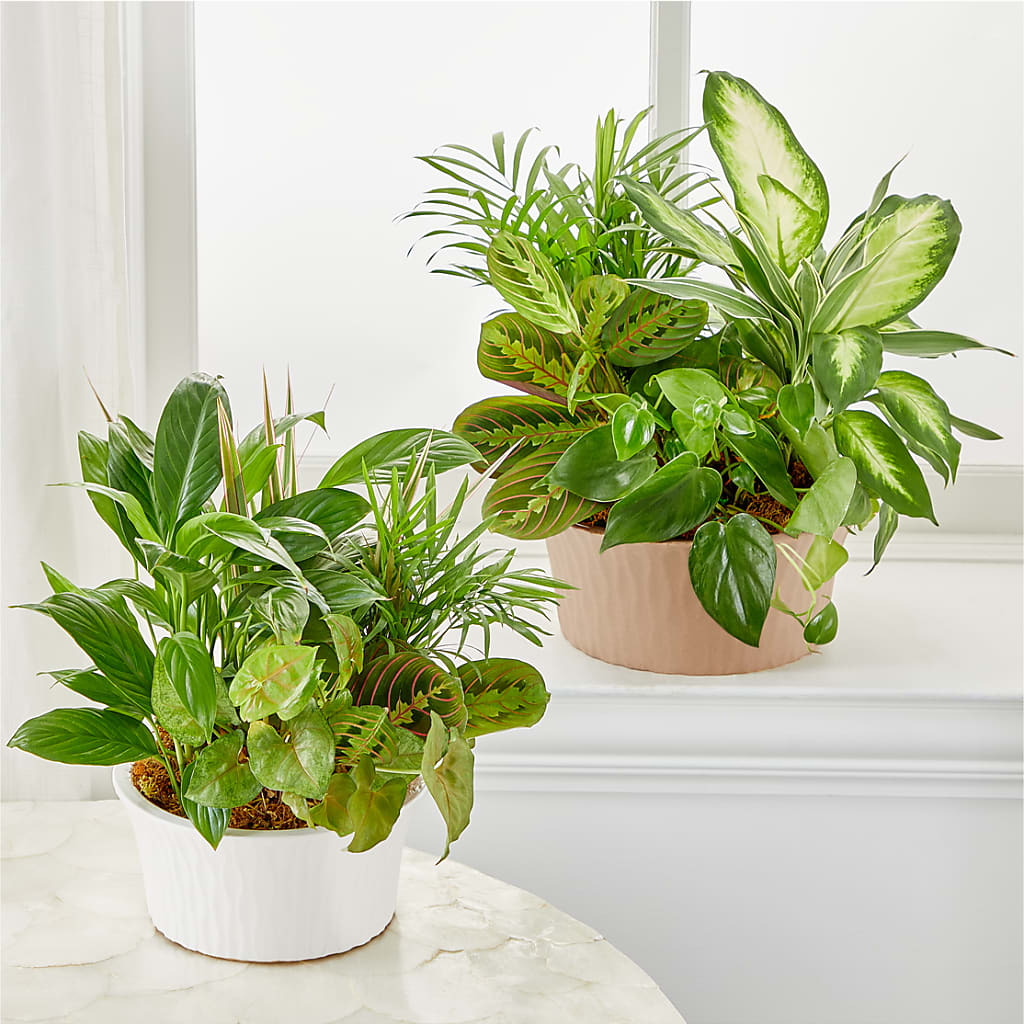Balance & Harmony Dishgarden –  Brunet Florist, Kanata ON